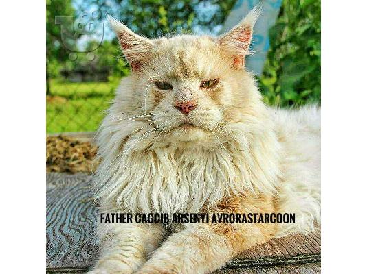 Γατάκια Maine Coon