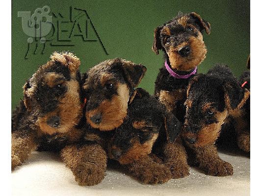 Αιρντέιλ Τερριέρ Airedale terrier