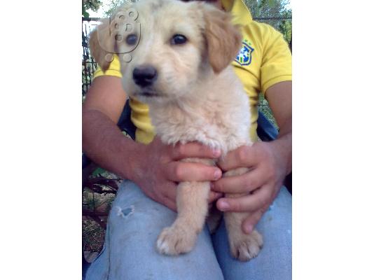 PoulaTo: xarizetai golden retriver