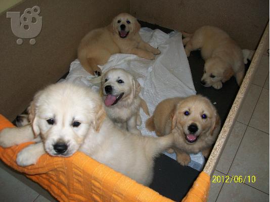 PoulaTo: ΠΩΛΟΥΝΤΑΙ GOLDEN RETRIEVER
