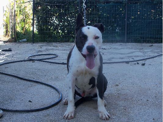 american pit bull