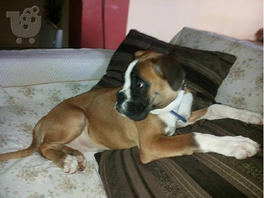 PoulaTo: BOXER