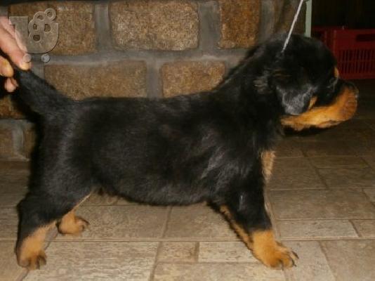 Rottweiler καθαροαιμα  6979314054 ΑΘΗΝΑ-ΘΕΣΣΑΛΟΝΙΚΗ -ΚΡΗΤΗ