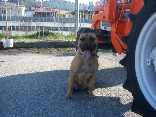 bandog mastif ΜΠΑΝΤΟΓΚ
