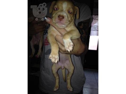pitbull