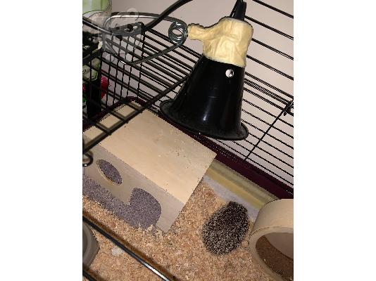 African pygmy hedgehog / σκαντζοχοιράκι
