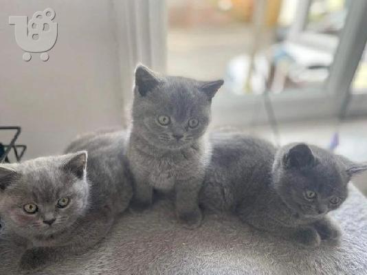PoulaTo: adorable bsh kittens available