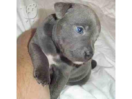 PoulaTo: american blue staffordshire terrier