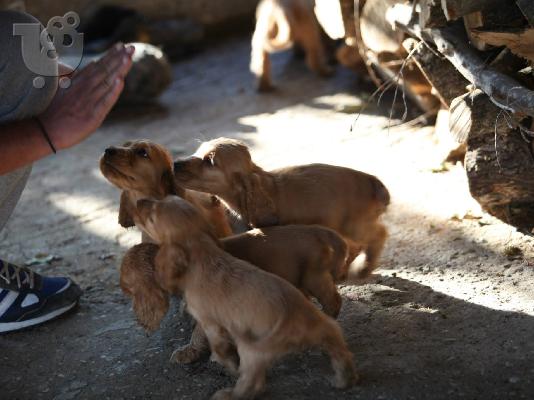 kocker spaniel