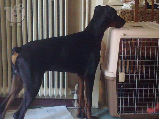 PoulaTo: doberman
