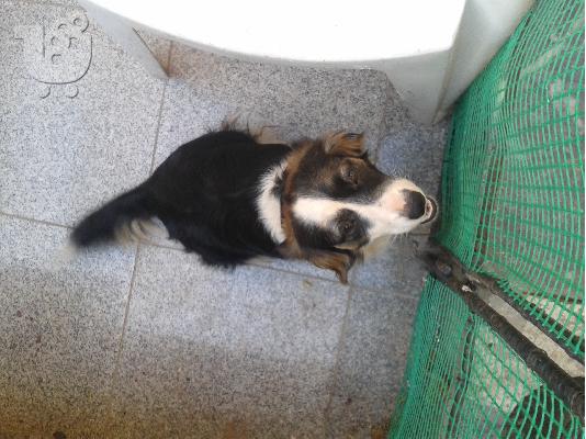 Χαρίζεται σκυλάκι Jack Russell / Spaniel ( Ημίαιμο ).
