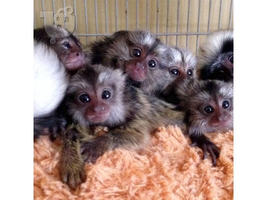 PoulaTo: Marmosets Monkeys Διαθέσιμα τώρα