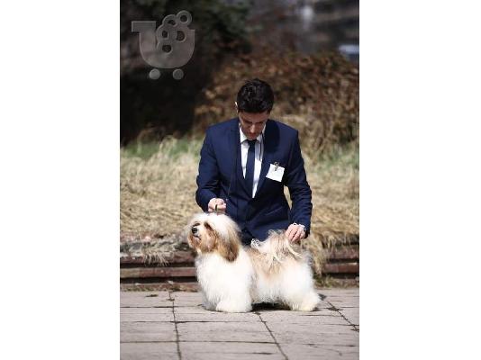 Κουτάβια Havanese bichon