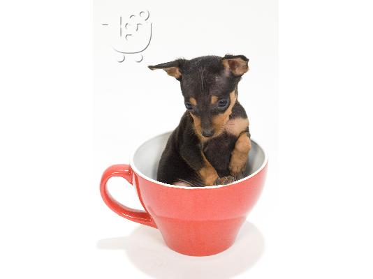 PoulaTo: Pinscher Toy (το μικροτερο σκυλι που υπαρχει)
