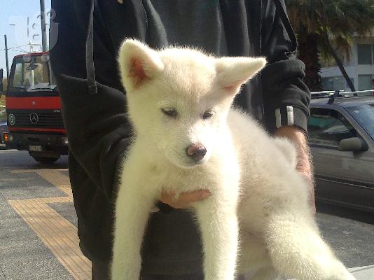 Χαριτωμένο κουτάβι Αλάσκα Malamute για ένα νέο σπίτι
