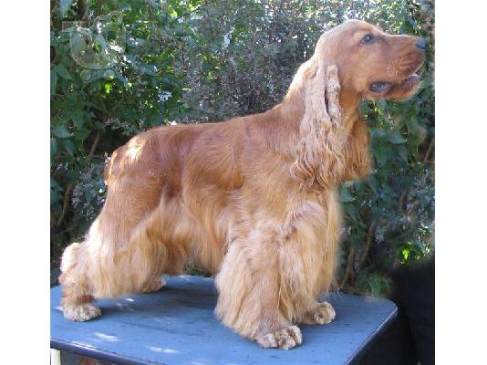 PoulaTo: Coker Spaniel - Κοκερ