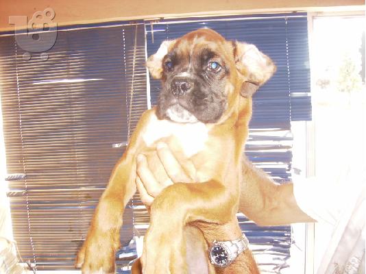 BOXER ΚΟΥΤΑΒΑΚΙΑ 2,5 ΜΗΝΩΝ Μπόξερ