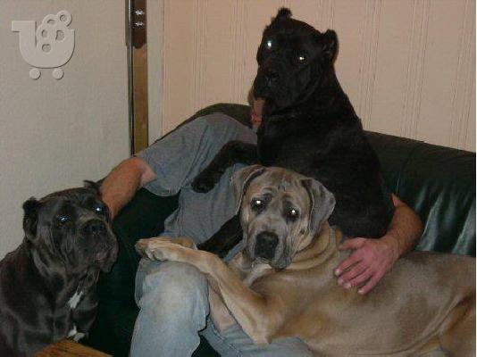 Cane Corso-Κανέ Κόρσο