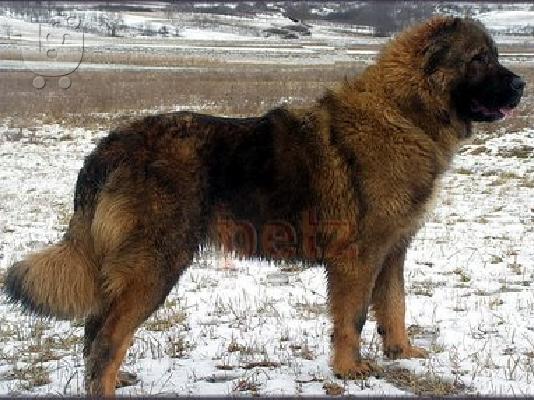 PoulaTo: CAUCASIAN, κουταβάκια καθαρόαιμα 2-2.5 μηνών 
