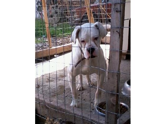 PoulaTo: boxer