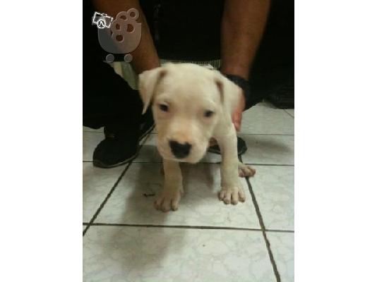 DOGUE ARGENTINO