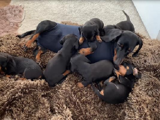 PoulaTo: KC Miniature Dachshund κουτάβια
