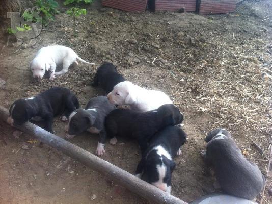 pwlountai koutavia pitbull