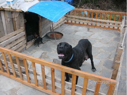 cane corso