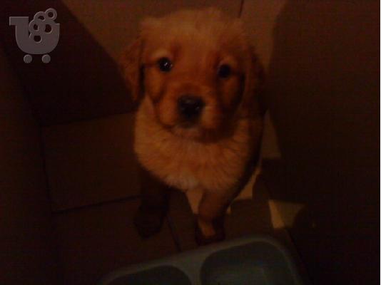 χαριζετε ημιαιμο labrador Λαμπραντόρ Λαμπραντόρ