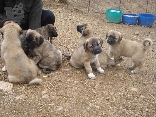 Kangal