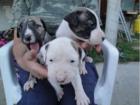 PoulaTo: PITBULL