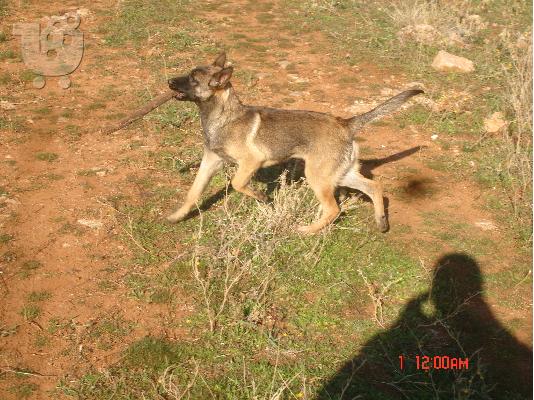 belgian malinois
