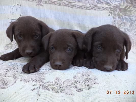 PoulaTo: labrador