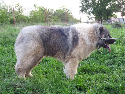 Caucasian Shepherd 