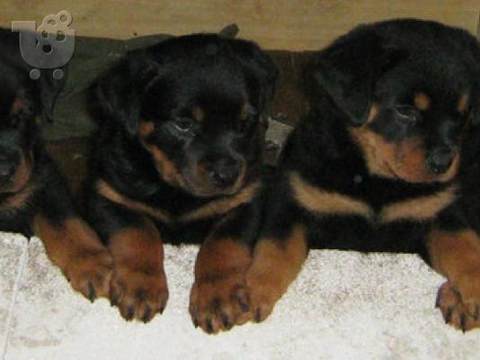 PoulaTo: ROTTWEILER