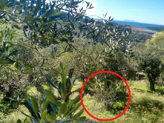 Πωλείται οικόπεδο στη Βόρεια Κέρκυρα κοντά στη θάλασσα με θέα την λίμνη Αντινιότη και την ...