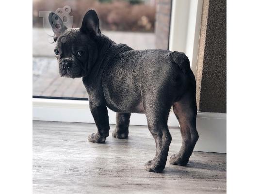 PoulaTo: French bulldog puppy for sale