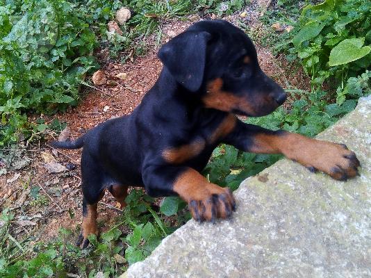 PoulaTo: doberman 50 μερων
