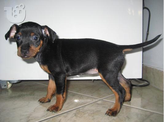 Mini pincher