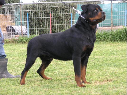 PoulaTo: ROTTWEILER 13 ΜΗΝΩΝ ΑΡΣΕΝΙΚΟ