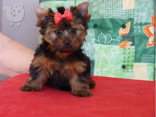 PoulaTo: AKC ΕΓΓΕΓΡΑΜΜΕΝΟ YORKSHIRE TERRIER Κουτάβια