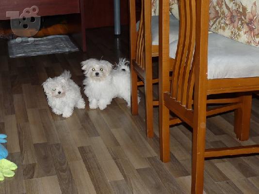 Μαλτέζ αρσενικό TOY δηλωμένο στο ΚΟΕ (PEDIGREE)