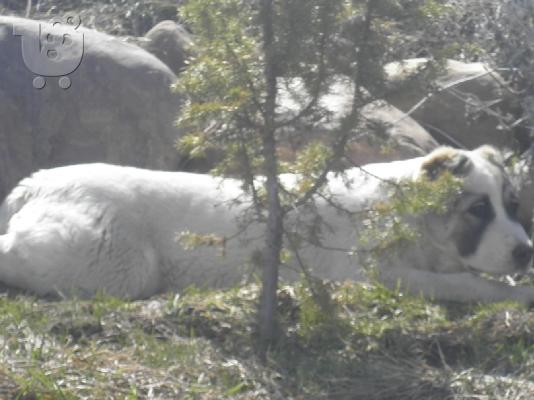 ΠΟΙΜΕΝΙΚΟΣ ΚΕΝΤΡΙΚΗΣ ΑΣΙΑΣ