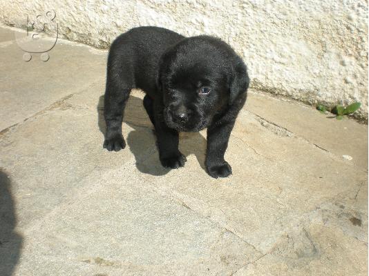 labrador κουταβι