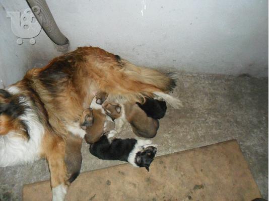 PoulaTo: collie dogs 10 hmeron!!
