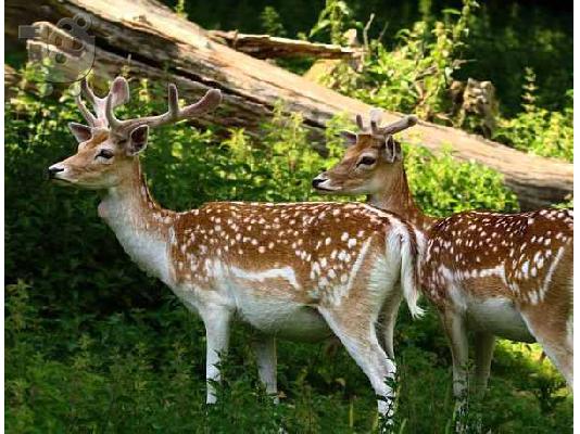 ΛΙΜΟΥΖΙΝΕΣ ΜΟΣΧΑΡΙΑ γαλλική Limousin ΑΓΡΙΟΒΟΥΒΑΛΟΙ. ΠΡΟΒΑΤΑ ΜΟΥΛΦ — Αγ. Νικόλαος ...