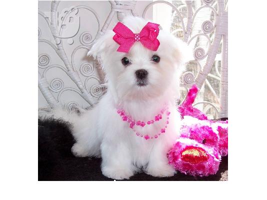Χαρίζεται Maltese