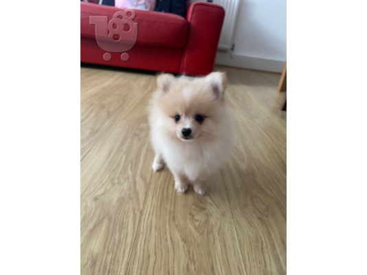 PoulaTo: Pomeranian Puppies  Available