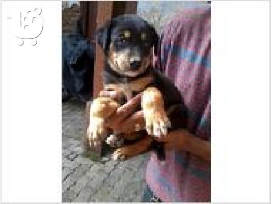 μαύρο και μαόνι κουτάβια rottweiler.
