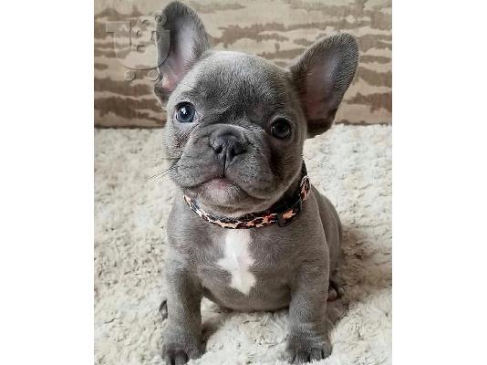 PoulaTo: French bulldog γαλλικο μπουλντογ